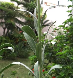  Leaves